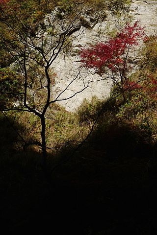 1m Colored Leaves 2010(3) P1020111-2.jpg