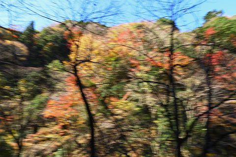 2m Colored Leaves 2010(5)  P1020182-2.jpg