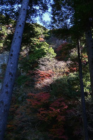 7m Colored Leaves 2010(3) P1020121-2.jpg
