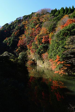 8m Colored Leaves 2010(5)  P1020135-2-c.jpg